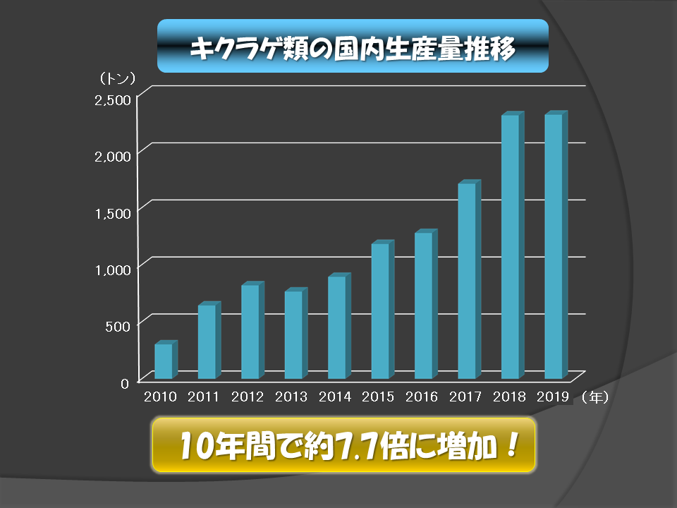きくらげのおはなし ガッテン に見る きくらげ 国内生産裏 事情 きのこ研究者oのブログ きくらげのおはなし ガッテン に見る きくらげ 国内生産裏 事情 きのこ研究者oのブログ